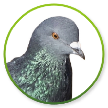 Bird Control, Birds of Prey, Bird Proofing, Guano Cleaning