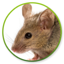 Pest and Rodent Control, Pests, Rats and Mice, Rat Catcher